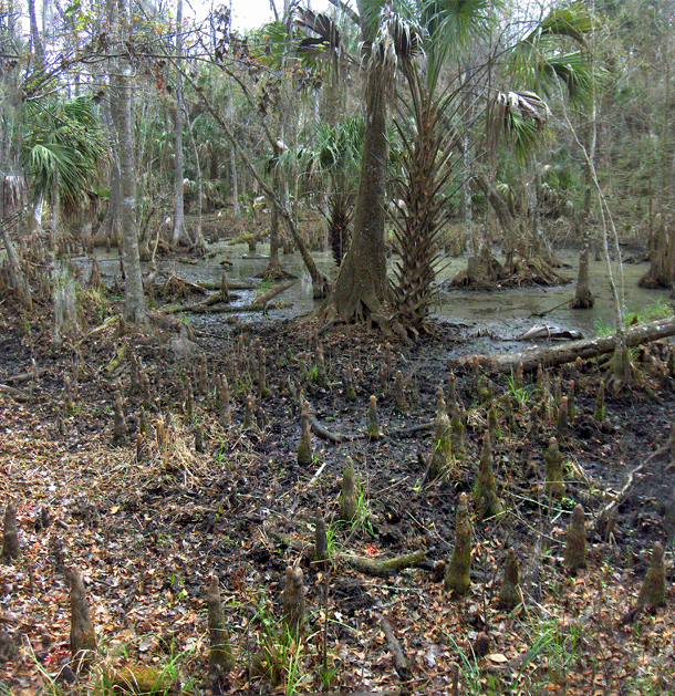 Cypress trees standing in dark water at a Florida freshwater swamp, similar to Turkey Creek before it was channeled.