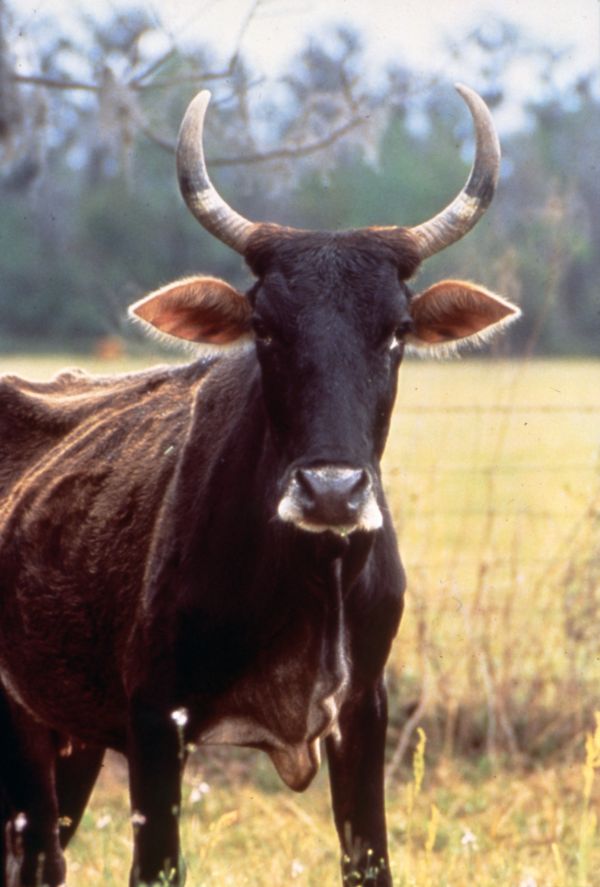 Florida cracker cattle on open range in the late 19th century, the kind of low-density frontier land use that surrounded the Tillman settlement before citrus arrived.