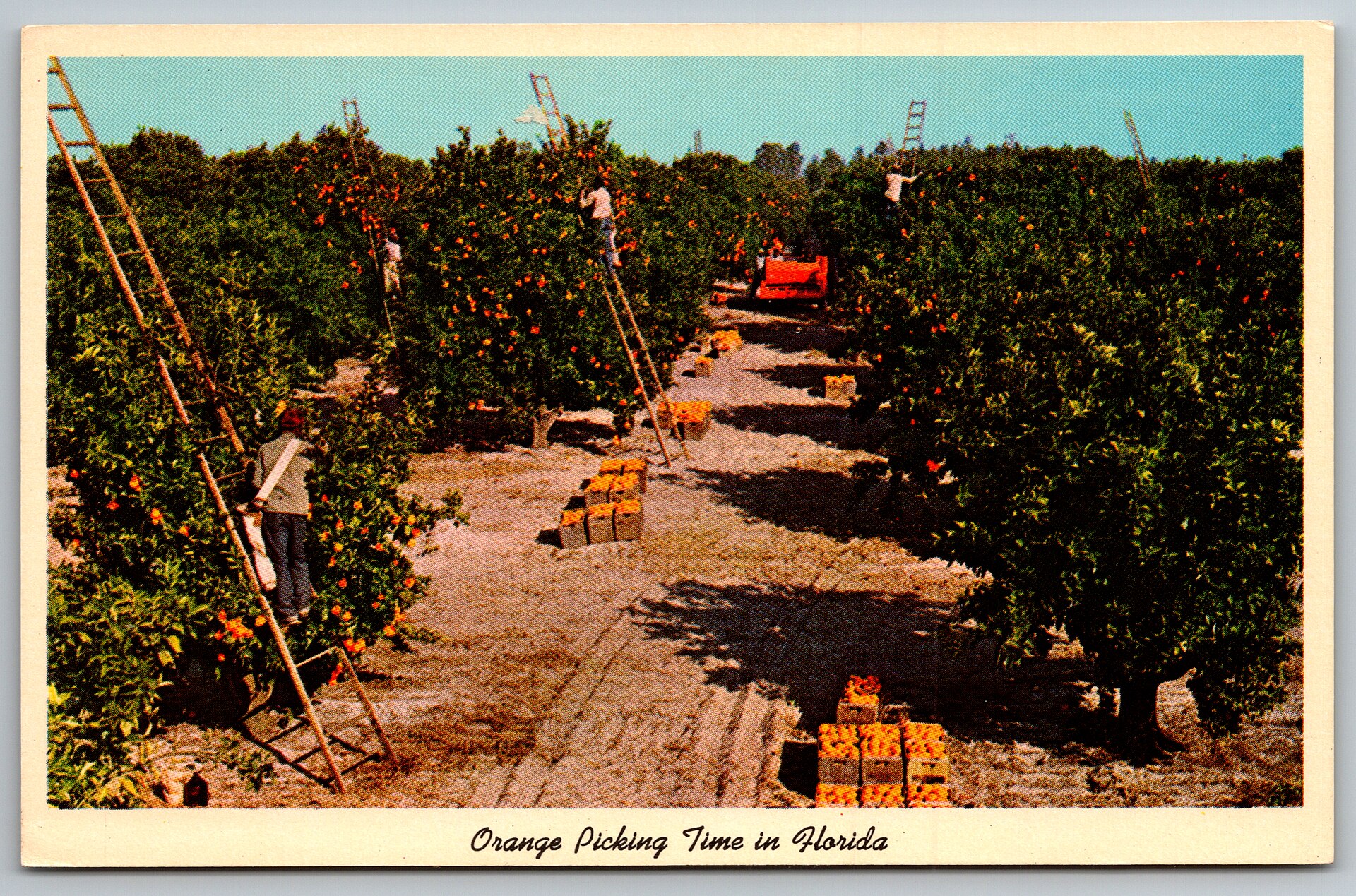 Vintage postcard of orange pickers in a Florida citrus grove.