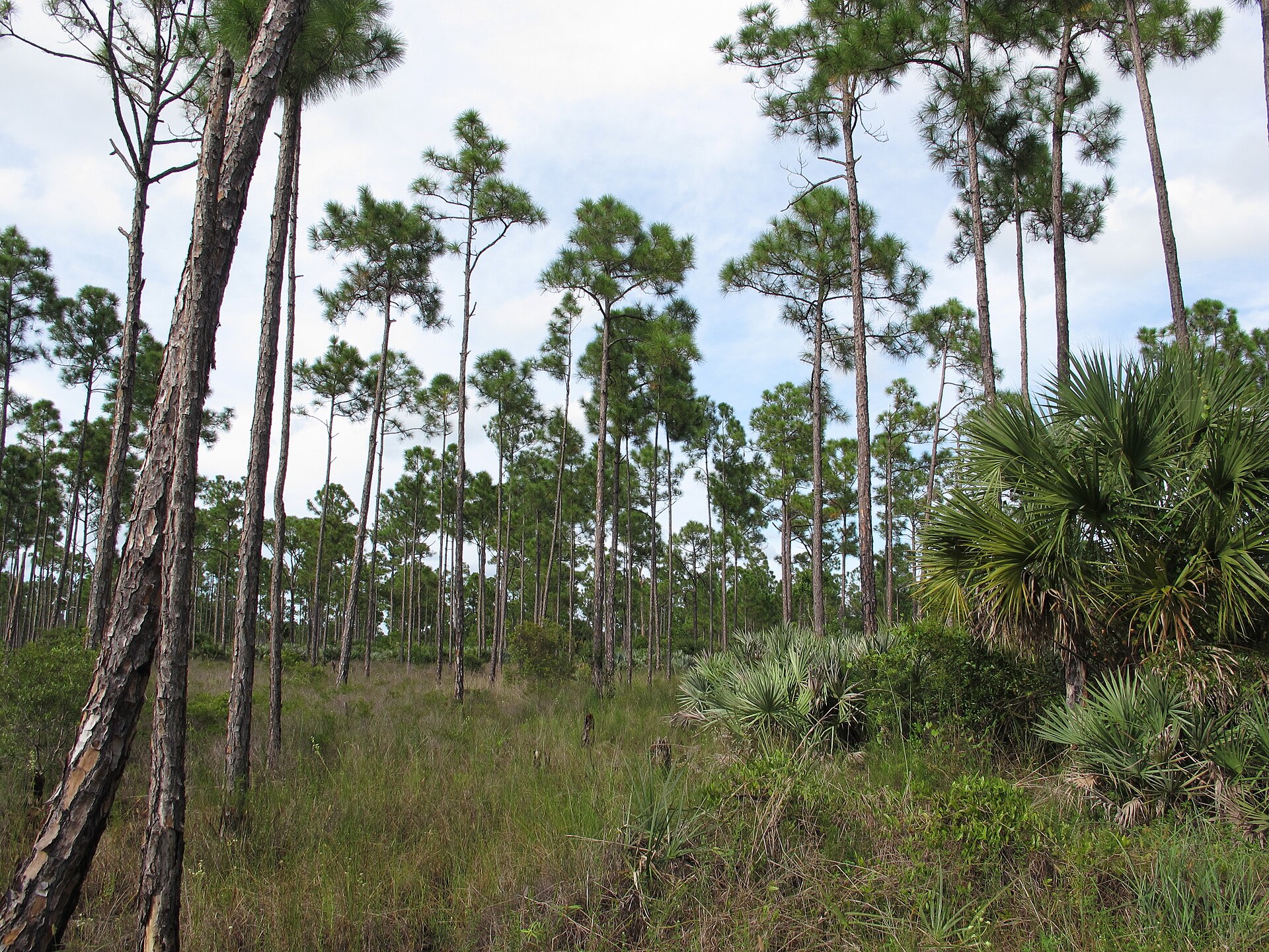 Florida pine flatwoods, the pre-development ecosystem that the prior oldpalmbay.com site mourned.