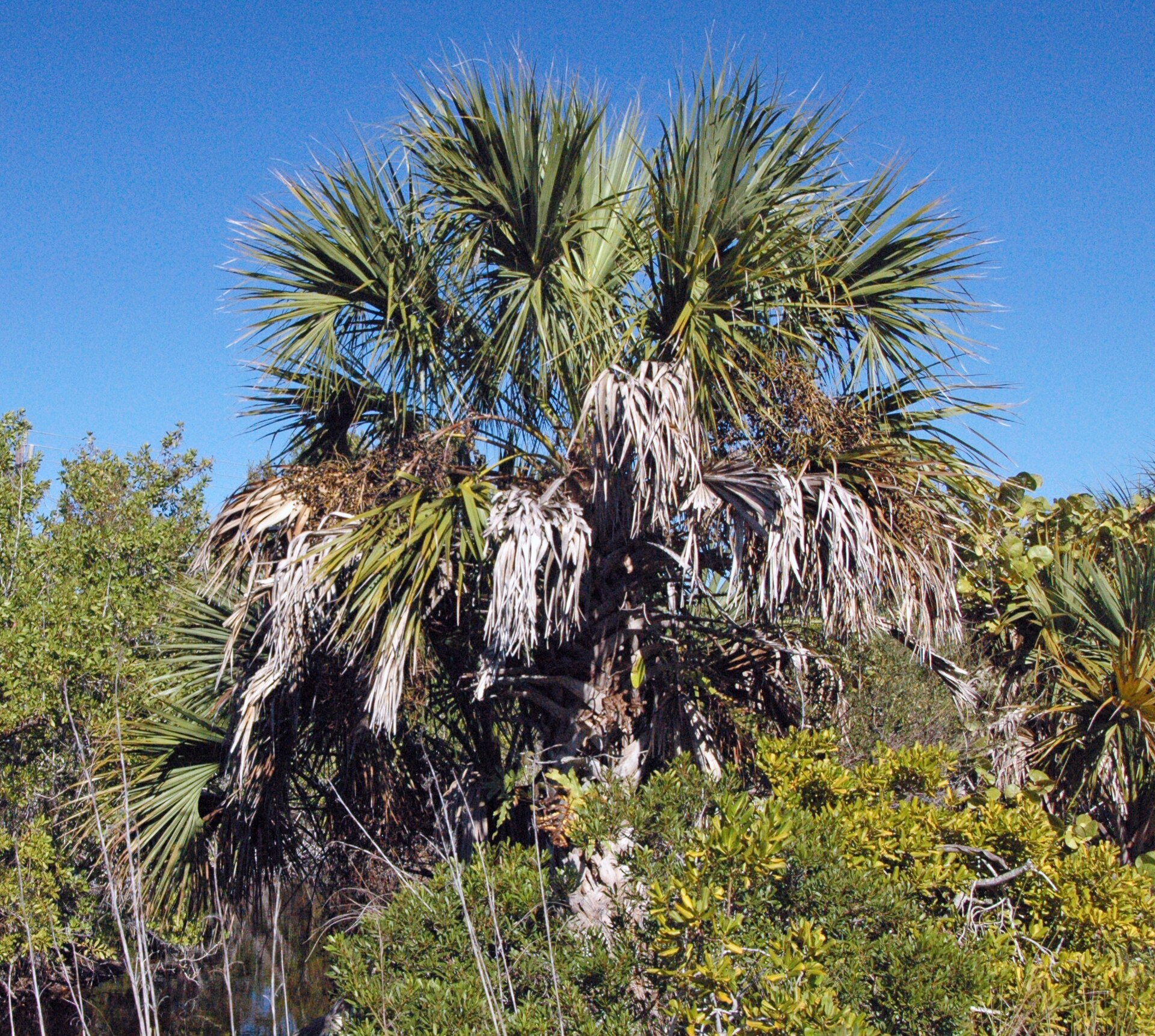 Sabal palms leaning out over brackish water in a quiet Florida bay, the kind of view that gave Palm Bay its name.